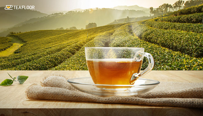 Enjoying the health benefits of Darjeeling tea with a freshly brewed cup overlooking green tea gardens
