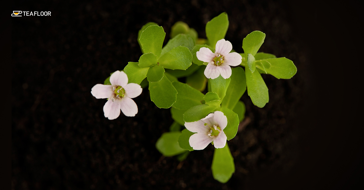 Brahmi