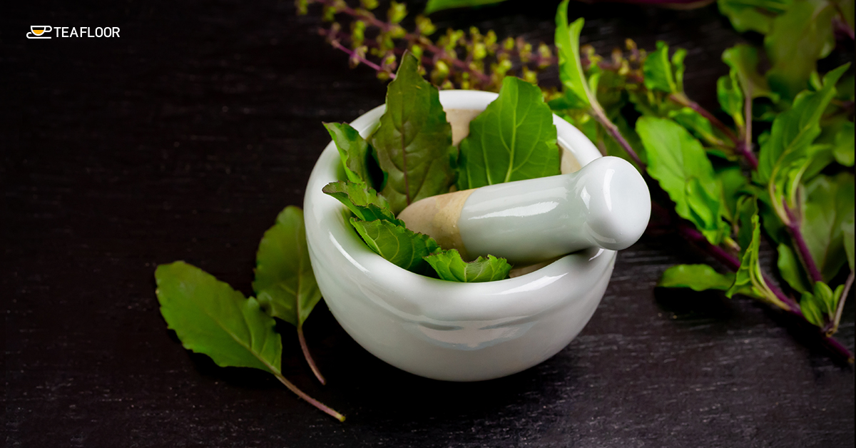 Tulsi (Holy Basil)