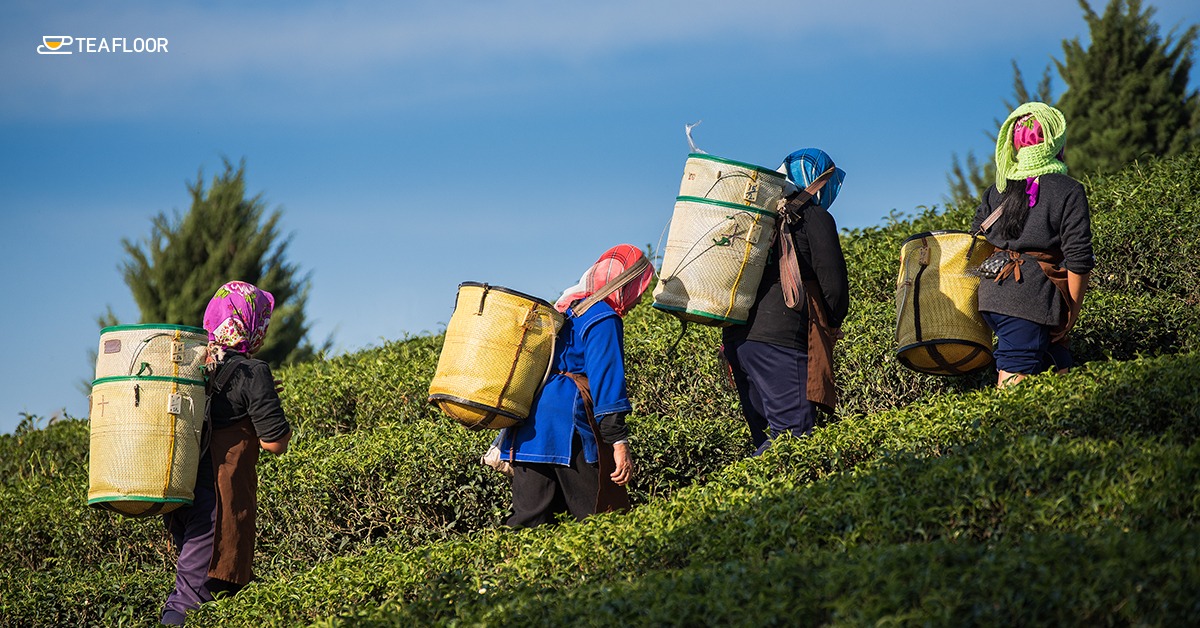 Best-Strongest-Tea-in-India Best-Strongest-Tea-in-India