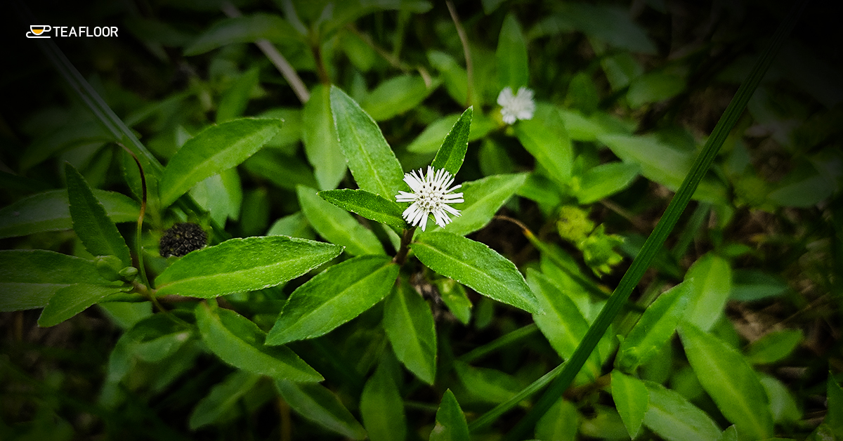 Bhringraj