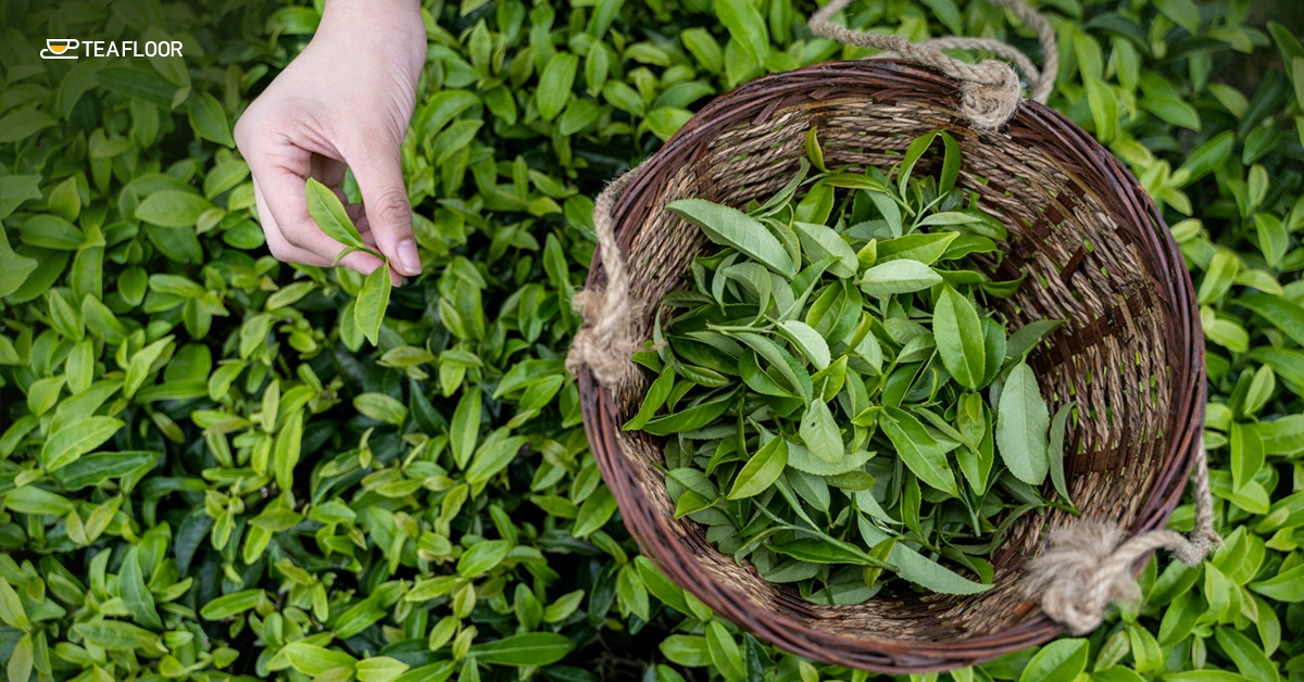 Welcome to our tea sourcing