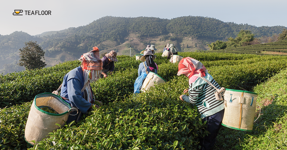 https://teafloor.com/wp-content/uploads/2018/10/Tea-garden-in-assam-1-1.png