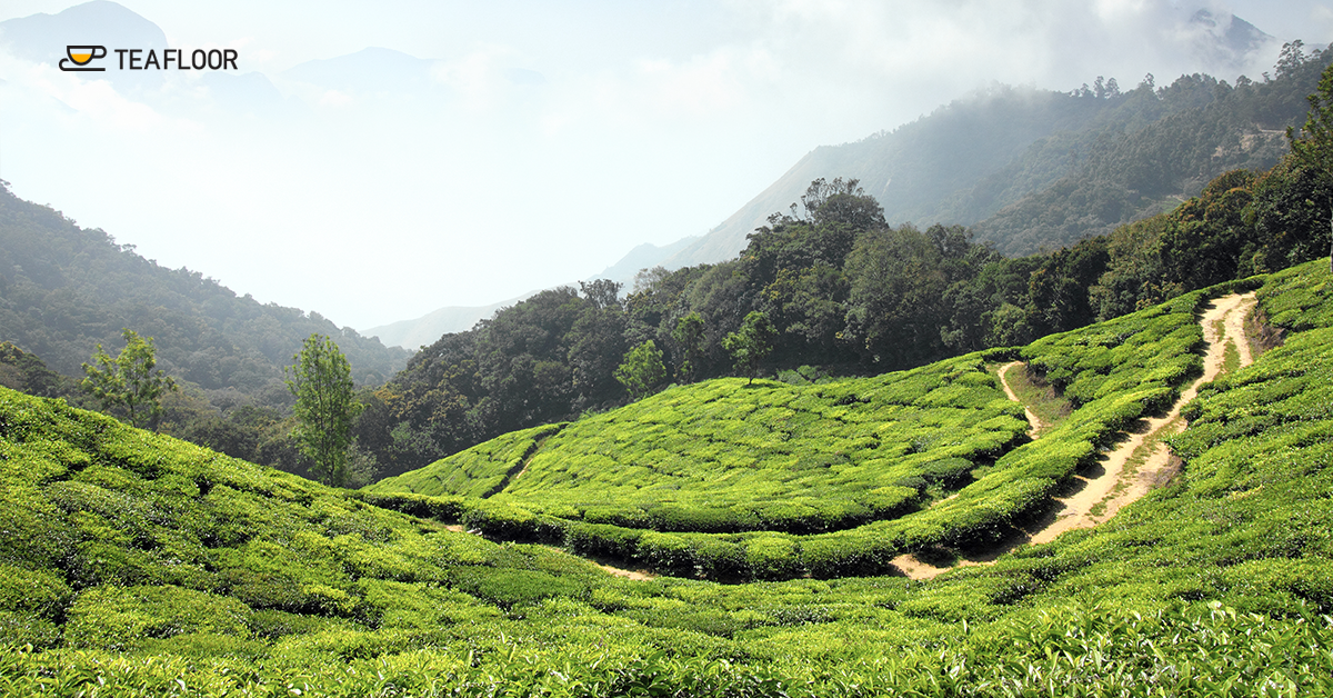 A beautiful scenic landscape of terraced tea gardens in assam with lush green hills and misty valleys.